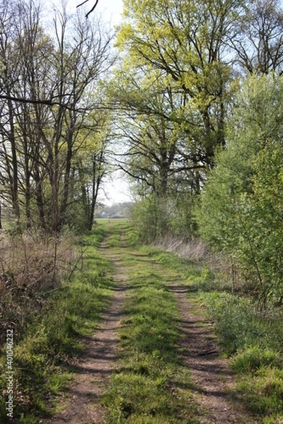 Obraz droga w lesie