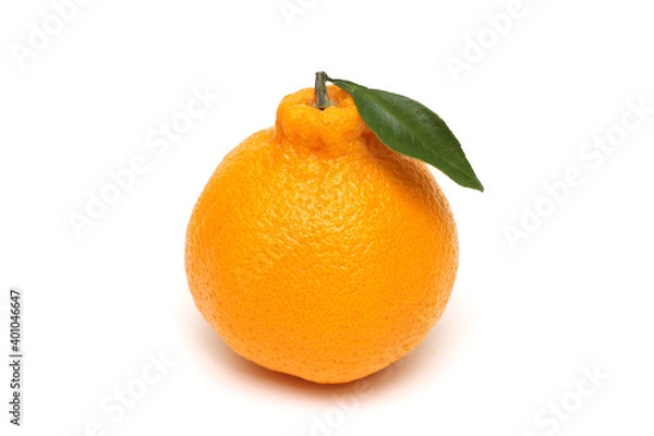 Obraz 한국 제주 한라봉 귤