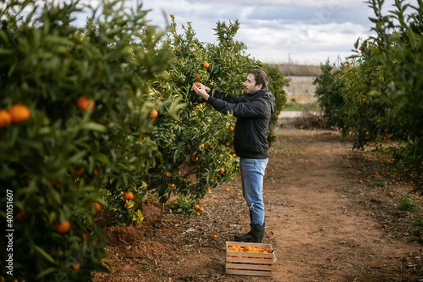 Obraz A man cuts tangerines from a tree and puts them in a box, harvesting on an orange plantation, tangerines on a tree, oranges growing on a tree. 4k video