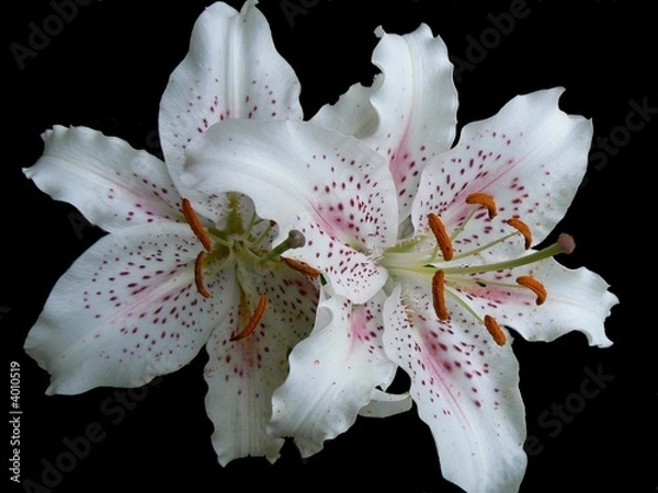 Obraz White lily