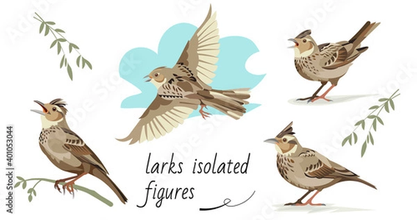 Obraz Flying, singing, standing, sitting on a branch larks. Isolated vector figures