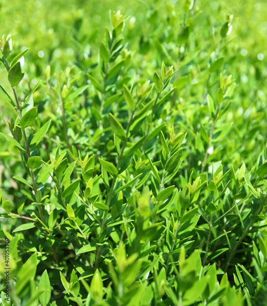 Obraz Young green shoots texture