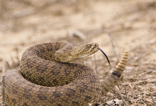 Fototapeta rattlesnake