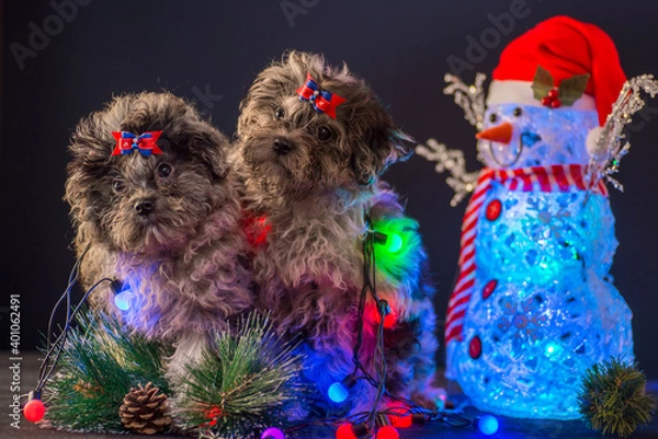 Fototapeta Puppy of a colored bole in the studio is waiting for the New Year