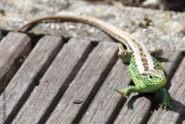 Obraz Eidechse winkt