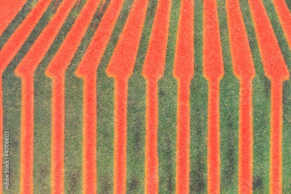 Fototapeta Red and green striped retro background. Paper texture.