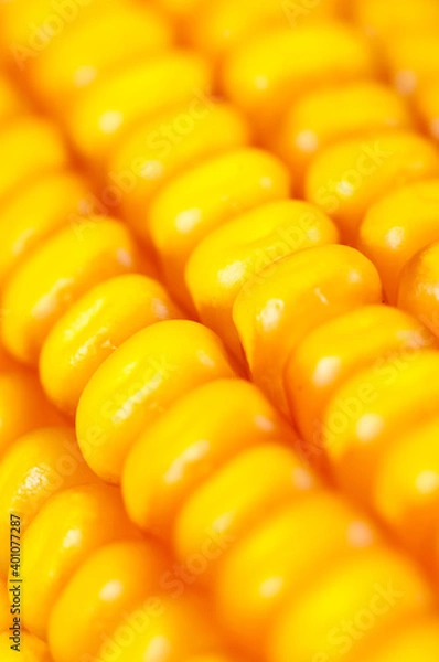 Obraz Dry corn macro