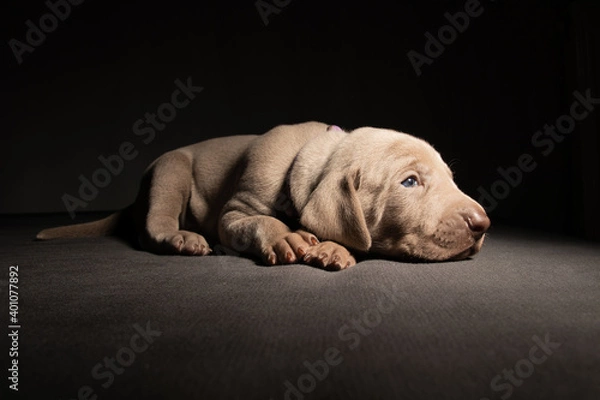 Fototapeta Weimaraner Welpen im Studio