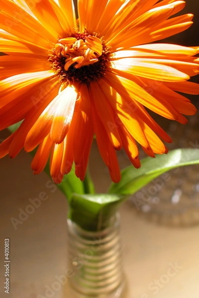 Obraz Orange flower in vase