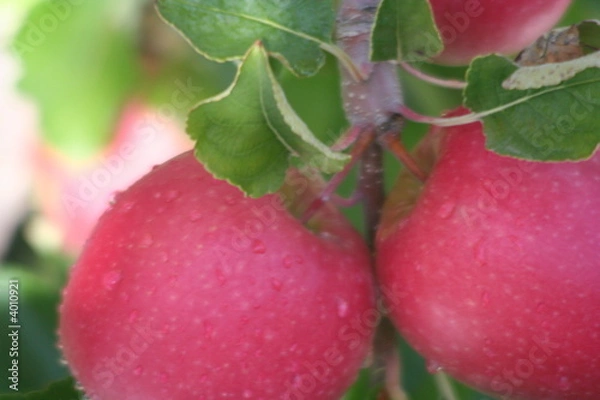 Obraz Pink Lady apples