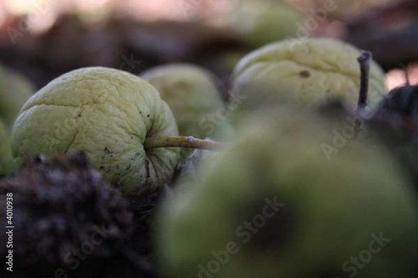 Fototapeta rotten apples