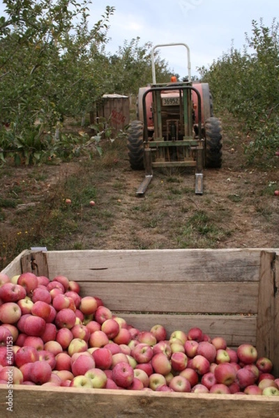 Fototapeta apple picking