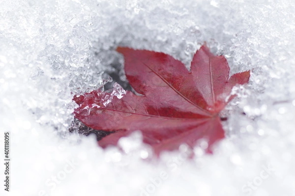 Fototapeta 雪解け