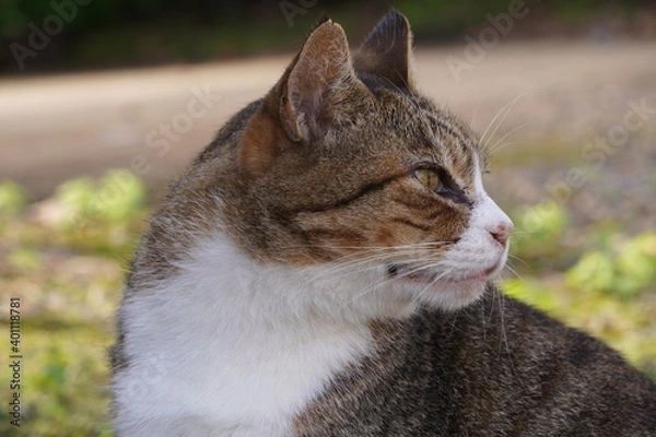 Fototapeta 横顔の猫