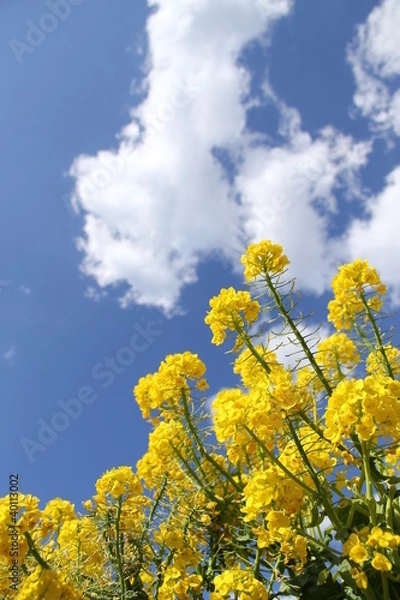 Fototapeta 菜の花