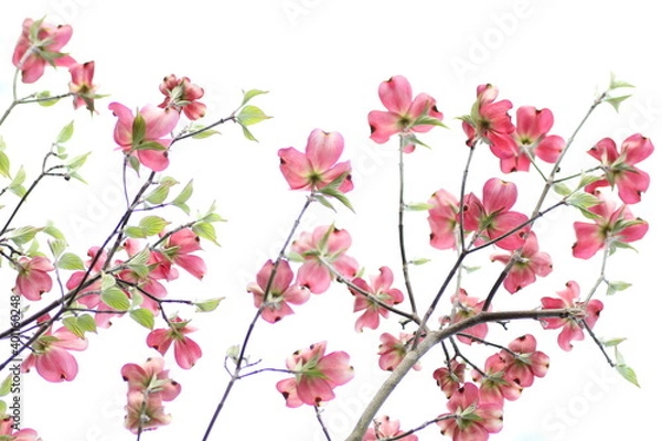 Fototapeta ピンク色のハナミズキの花