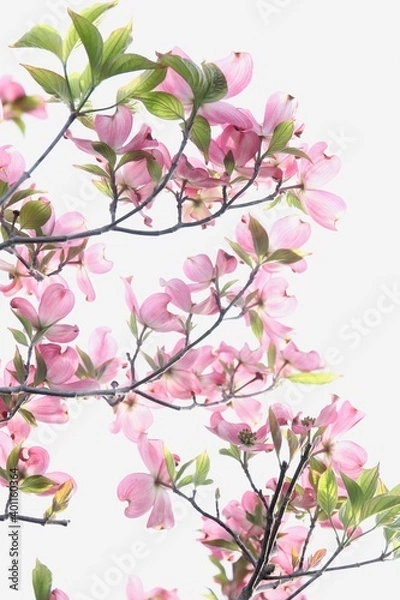 Obraz ピンク色のハナミズキの花