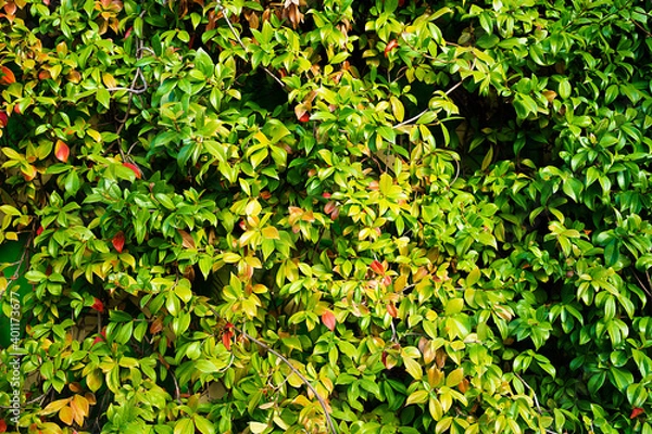 Fototapeta green background with foliage texture. green hedge of evergreen shrubs