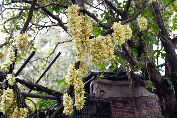 Fototapeta Mukuna is a genus of lianas and shrubs in the legume family