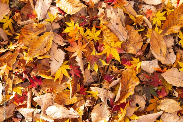 Obraz 紅葉　落ち葉　秋イメージ