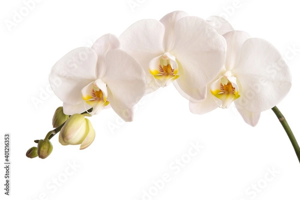 Obraz Phalaenopsis