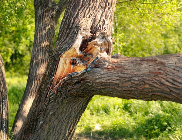 Obraz A large massive branch broke off from the main tree trunk under its own weight