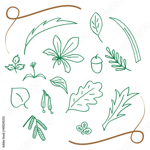 Fototapeta Hand drawn set of leaves and fruits of deciduous trees. Sketches on a white background. Vector illustration.