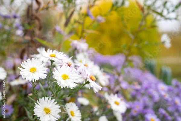 Fototapeta Alpine Aster