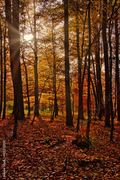 Obraz leuchtender Herbst