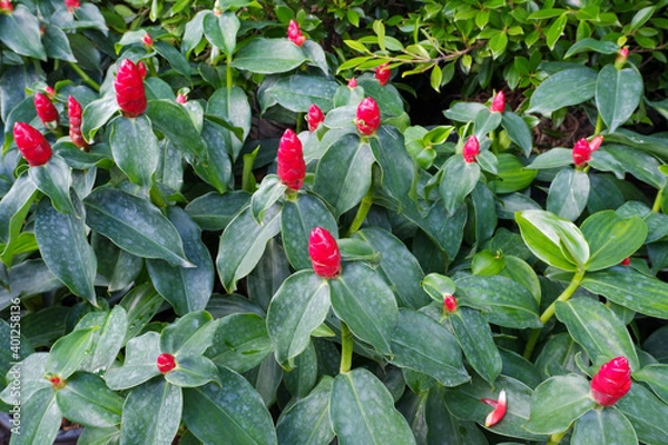 Obraz Costus woodsonii is called red button ginger, French kiss, dwarf cone ginger, scarlet spiral flag, dwarf lipstick plant, Panama candle plan.