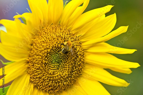 Obraz Sonnenblume und Biene