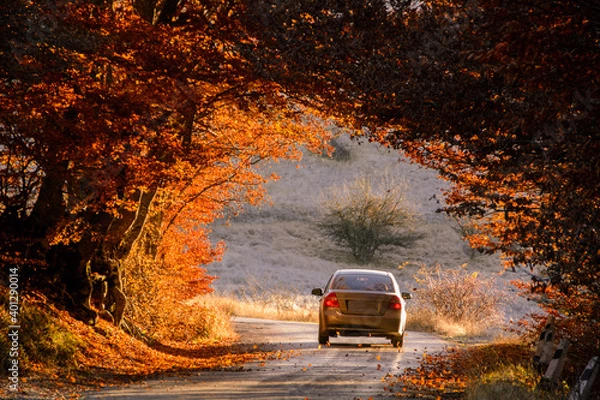 Obraz The car drives through a beautiful arch of autumn trees.. Republic of Crimea
