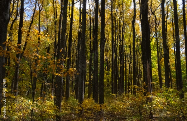 Obraz Tall Trees Fall Color Shenandoah National Park