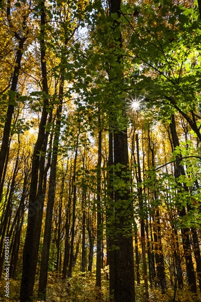 Obraz Tall Trees Fall Color