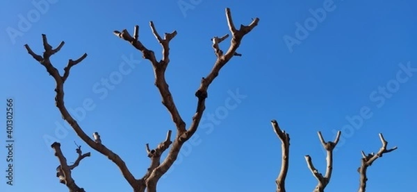 Fototapeta tree against sky