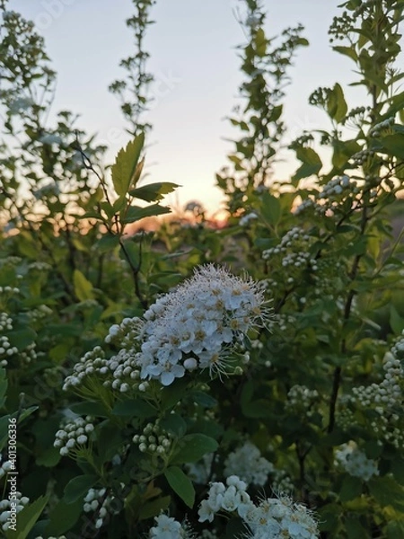 Obraz trees in the forest