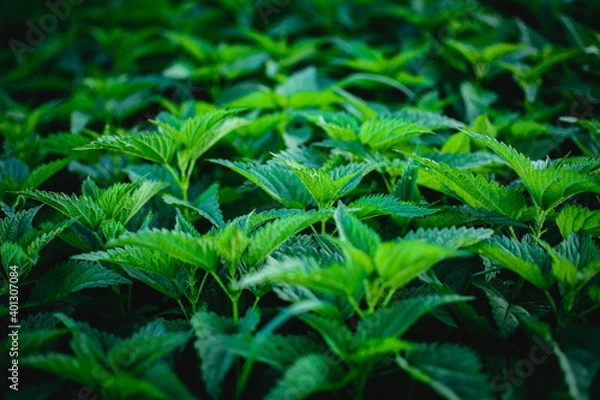 Obraz Brennnesselfeld