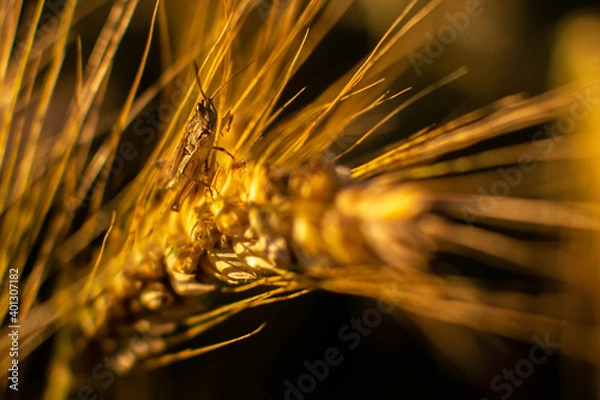 Obraz Heuschrecke auf einem Weizenhalm