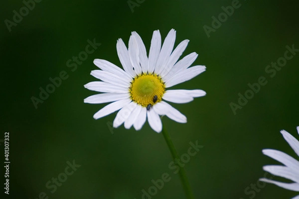 Obraz Blume mit Insekt in der mitte
