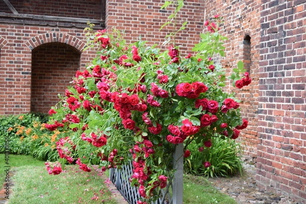 Obraz wall with flowers