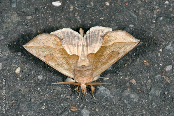 Obraz ウスエグリバ（北海道・鶴居村）
