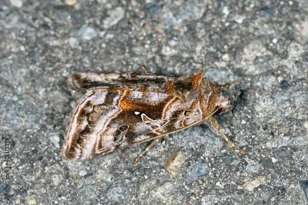 Fototapeta オオムラサキキンウワバ（北海道・層雲峡）
