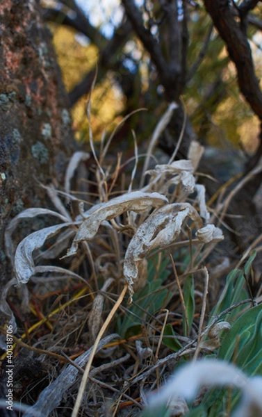 Fototapeta Ghostly Leaves Making Way for New Growth