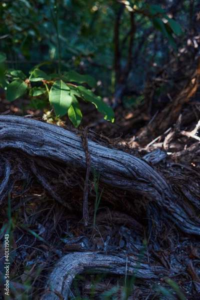 Fototapeta Roots Divide Forest Floor