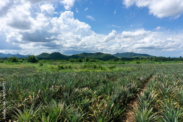 Fototapeta The walkway into the pineapple orchard to trim the leaves.