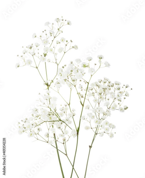 Fototapeta Few twigs with small white flowers of Gypsophila (Baby's-breath)  isolated on white background.