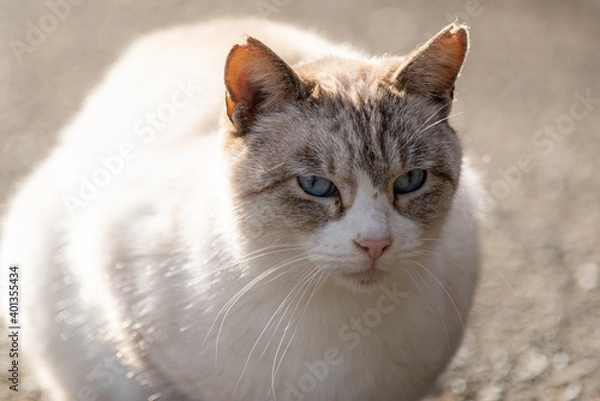 Fototapeta のんびり過ごす猫