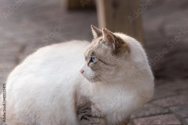Obraz のんびり過ごす猫