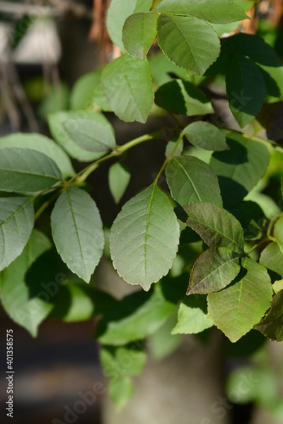 Obraz Flowering ash