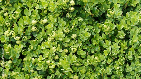 Obraz Gewöhnliche Buchsbaum oder Buchs (Buxus sempervirens)